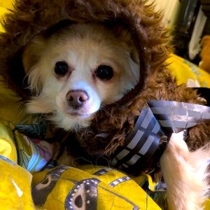Chewbacca Dog Costume